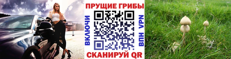 сколько стоит  Лабинск  Псилоцибиновые грибы прущие грибы 